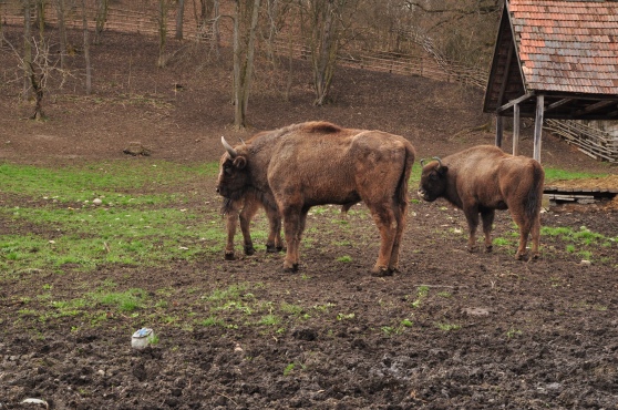 European bison breeding program